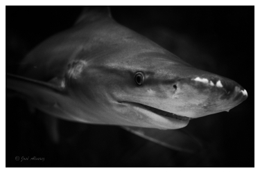 Le sourire du requin