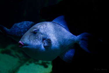 Bleu nuit