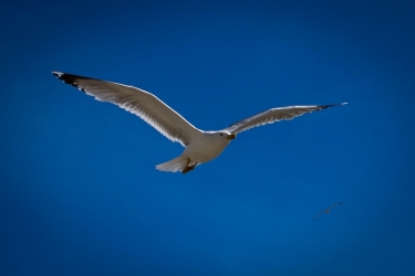 La mouette