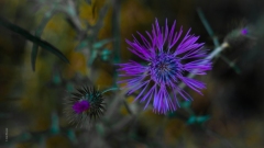 Alien flower