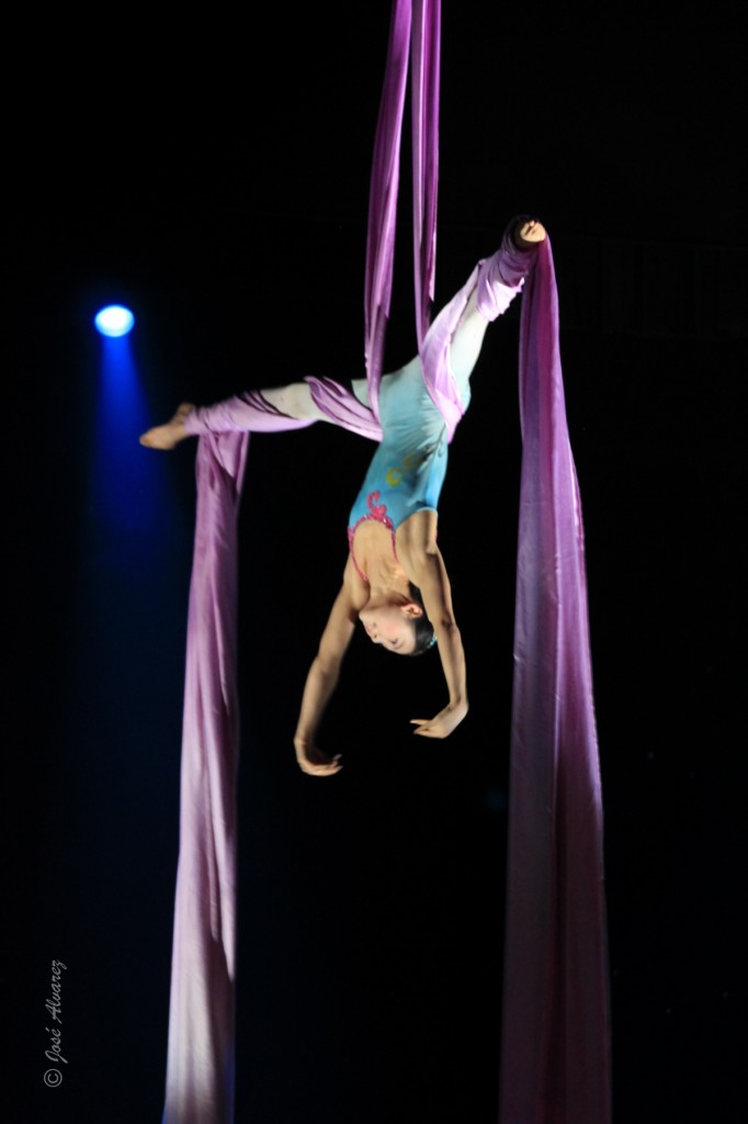 Papillon de nuit piégé dans la toile tendue par le cirque de shanghai